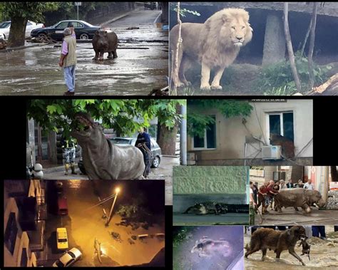 Tbilisi: Lions, Alligators, Bears, Hippos Roam the Streets after ...