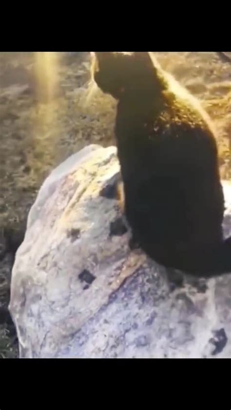 Animal Bloopers Compilation 的图像结果