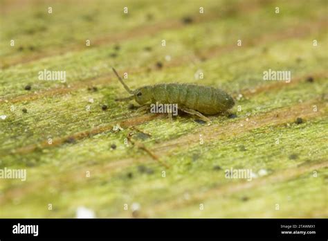 Image result for Green Springtail