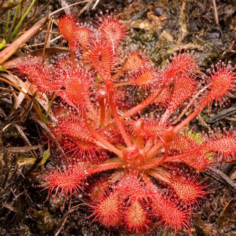 Most Popular Carnivorous Plants In South America | Hungry Plant