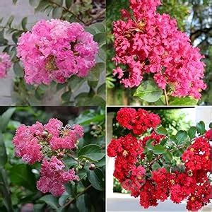 Furush live plant pack of 1 plant : Amazon.in: Garden & Outdoors