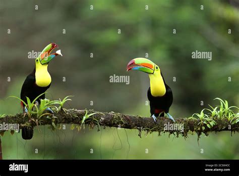 Image result for First Computer Algorithm Image