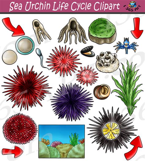 urchin clipart #4025045 | Clipart Library