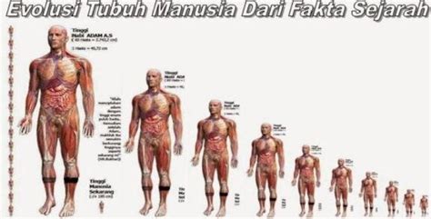 Image result for Evolution Human Body