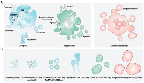 Vesicles Cell 的图像结果