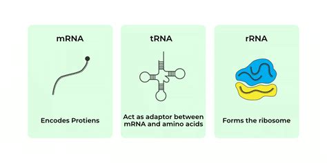 RNA 的图像结果