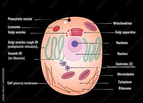 Cell Structure Notes 的图像结果