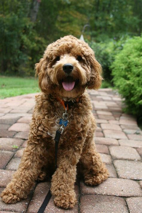 Image result for Cockapoo 1 Year Old