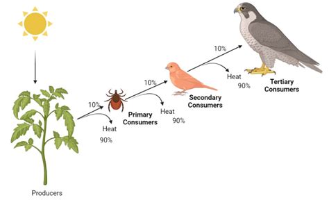 Important CBSE Class 12 Biology Diagrams with Label and Explanations ...