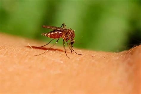雄蚊子和雌蚊子的区别-农百科