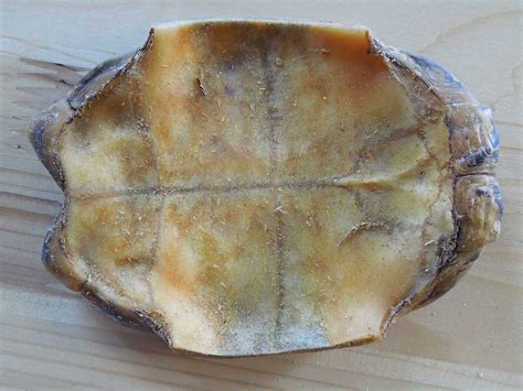 Tortoise Bottom Shell Fell Off 的图像结果