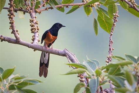 NCF Bangalore Recruits Project Coordinator for Bird Monitoring Team