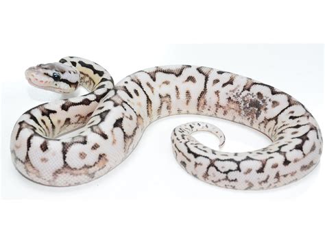 Image result for Asphalt Spider Ball Python