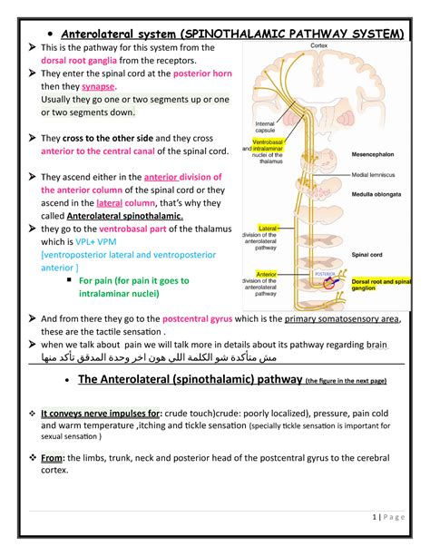 Anterolateral system neuro - Anterolateral system (SPINOTHALAMIC ...