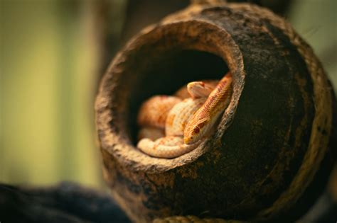 Nest Of Snakes Photos, Download The BEST Free Nest Of Snakes Stock Photos & HD Images