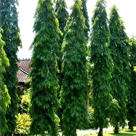 Ashoka Tree (Drooping Ashoka)