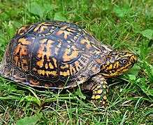 Image result for Box Turtle Natural Habitat