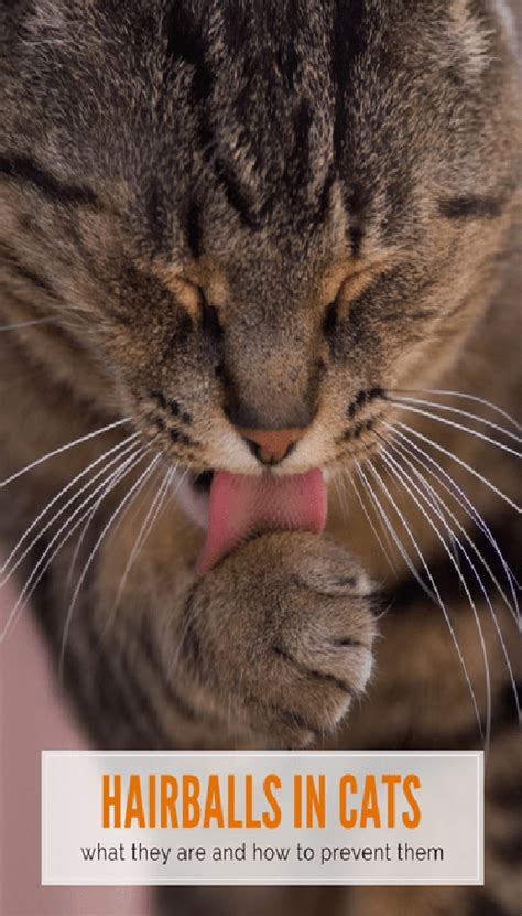 Image result for Cat Stack Sticker