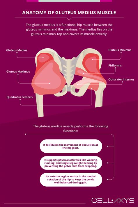 Gluteus Medius Pain: Causes, Symptoms, And Treatments - Cellaxys