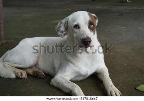 8 Catalburun Dog Royalty-Free Images, Stock Photos & Pictures ...