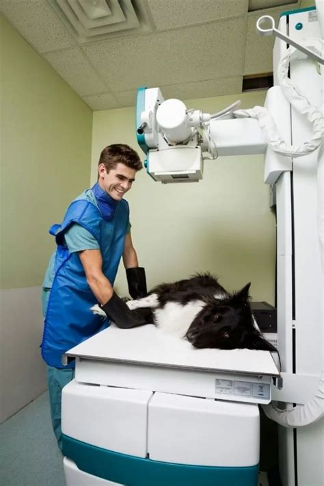 Image result for Accredited Vet Tech Programs
