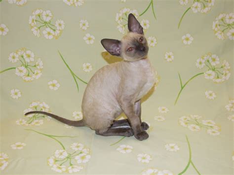 Exclusiver reinrassiger Cornish Rex Käterchen bluepoint selten in ...