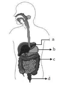 Identify the gland in the given figure which secretes bile juice. (1) a ...