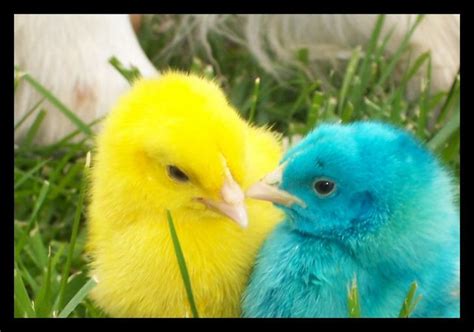 Yavru Hayvan Resimleri