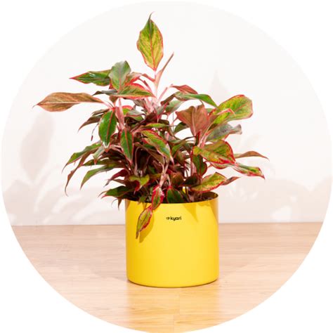 Buy Plants Online | Affordable Plants with Self-Watering Pots – Kyari.co