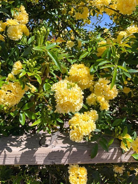 Bulbs Galore! and ask a Master Gardener, The University of Arizona ...