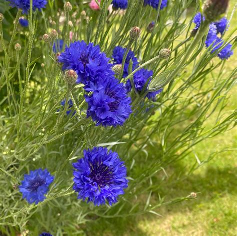 Cornflower Blue - Local Seeds