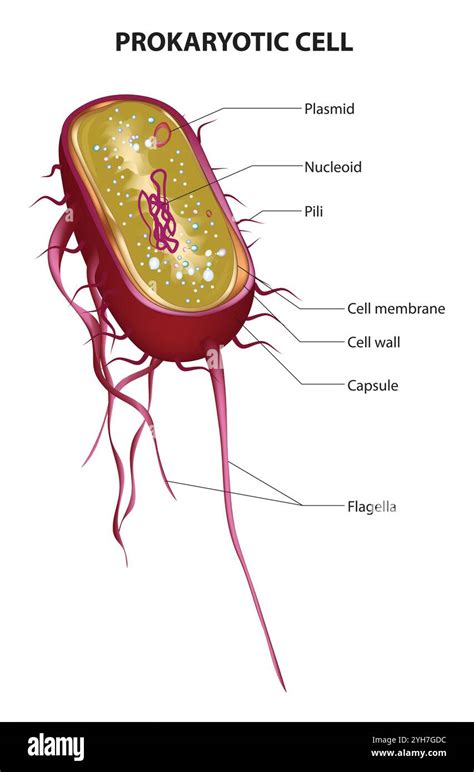 Cell Structure Chart 的图像结果