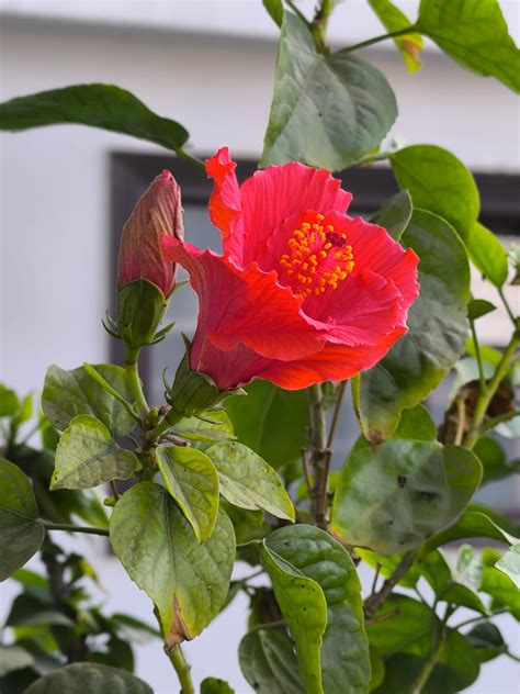 Image result for Redmi Note 13 Pro Review