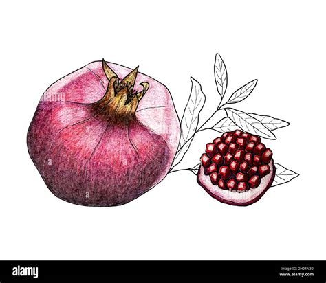 Pomegranate Pencil Drawing