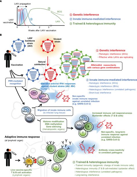 Frontiers | Prospects on Repurposing a Live Attenuated Vaccine for the ...