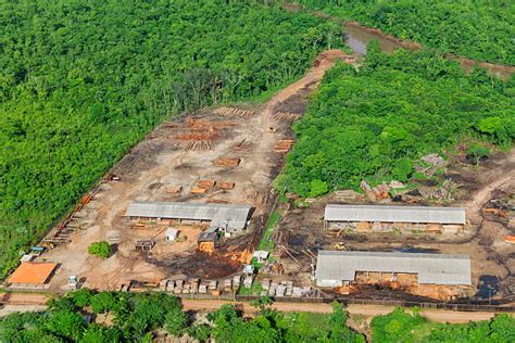 Image result for Logging Amazon Rainforest