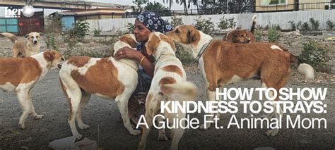How to Show Kindness to Strays: A Guide Ft. Animal Mom | Her Circle