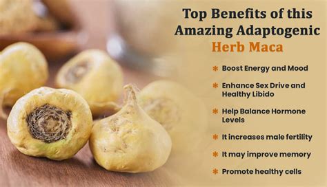 Image result for Maca Root Extract
