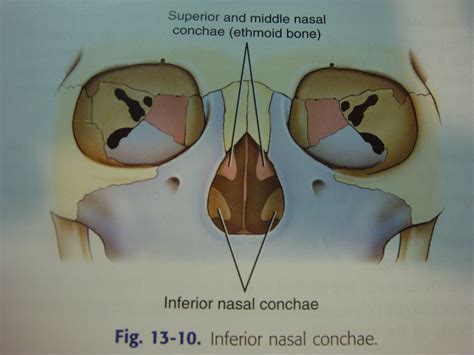 Inferior Nasal Conchae