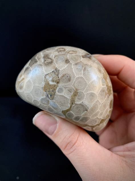 Beautifully Hand Polished Petoskey Stone