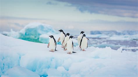 Group Of Adelie Penguins Snow Mountain Sky Background 4K HD Penguin ...