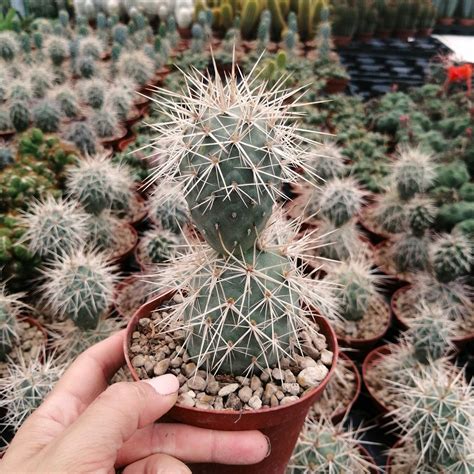 Image result for Does Internet Explorer Have JavaScript