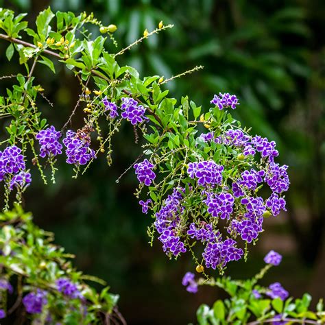 Sapphire Shower Duranta Plant Seeds - SEEDTOPIA