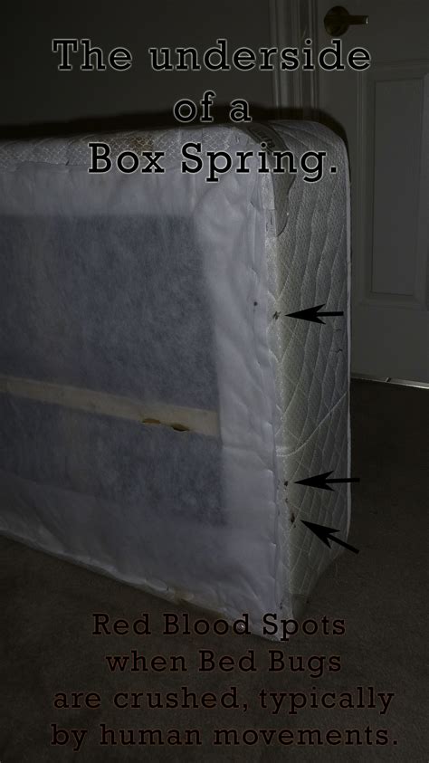 Bed Bugs create Red Blood Stains when accidentally crushed