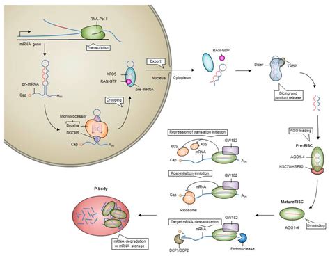 Specific Depletion of Leukemic Stem Cells: Can MicroRNAs Make the ...
