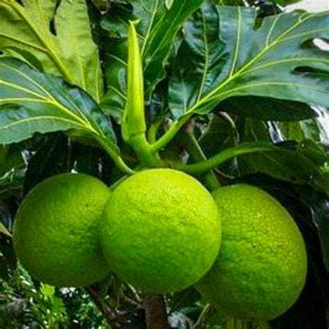 Breadfruit Plants (Artocarpus Altilis) – veliyathgardens
