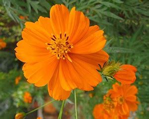 KANAYA Cosmos Mix Color Hybrid Flower Seed Price in India - Buy KANAYA ...