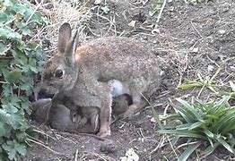 Image result for Wild Baby Rabbits Facts