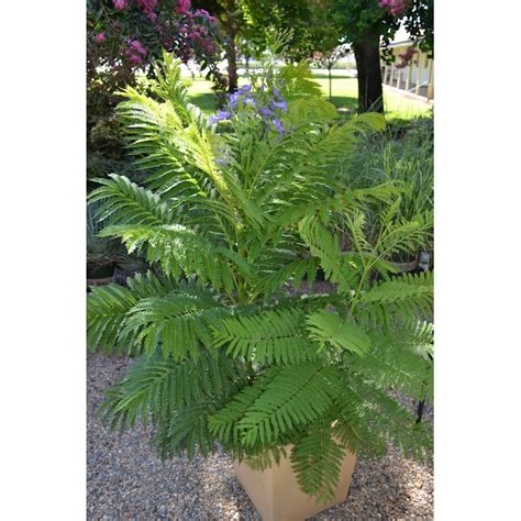 Monrovia Blue Bonsai Blue Jacaranda Flowering Shrub in 3.58-Gallon Pot ...