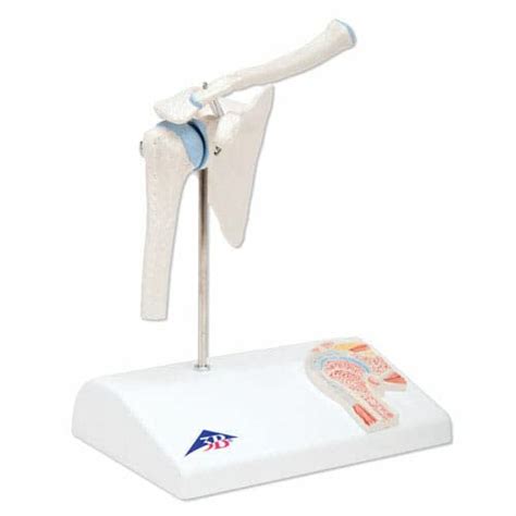 Buy 3B Scientific A86/1 Mini Shoulder Joint with Cross-Section + free ...